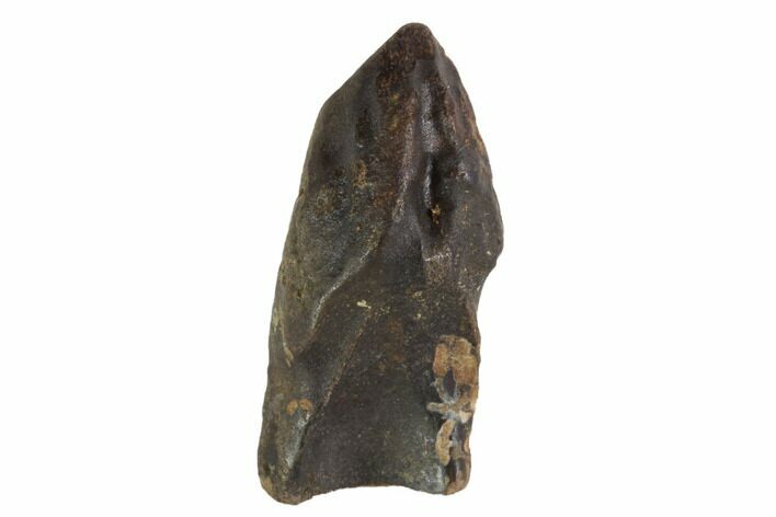 Triceratops Shed Tooth - Montana #93128